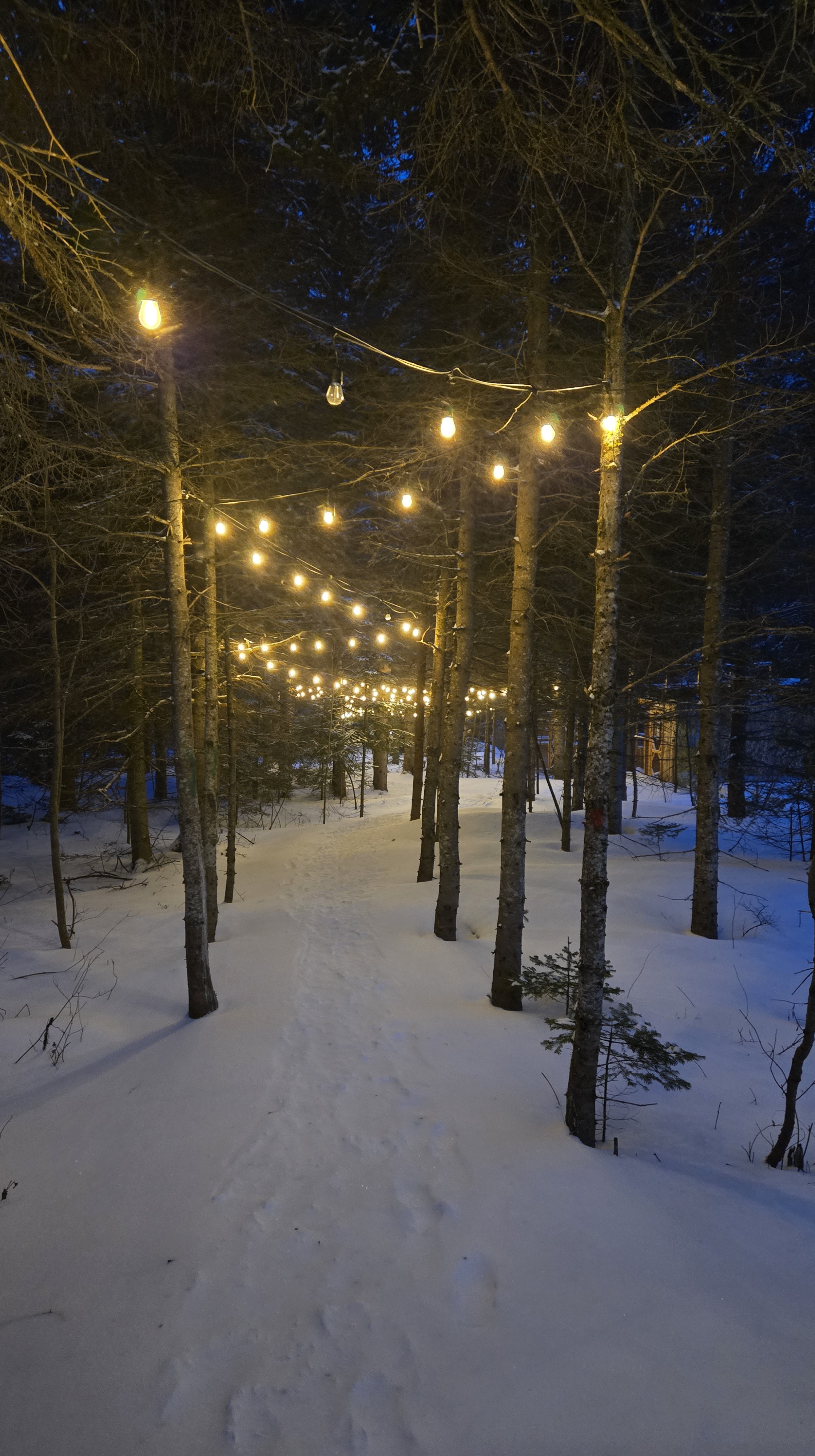 Sentier illuminé la nuit dans une forêt de conifères