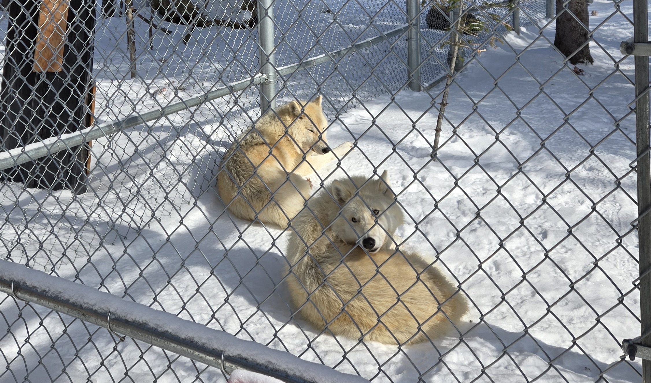 Deux louves blanches sur la neige en train de prendre un bain de soleil
