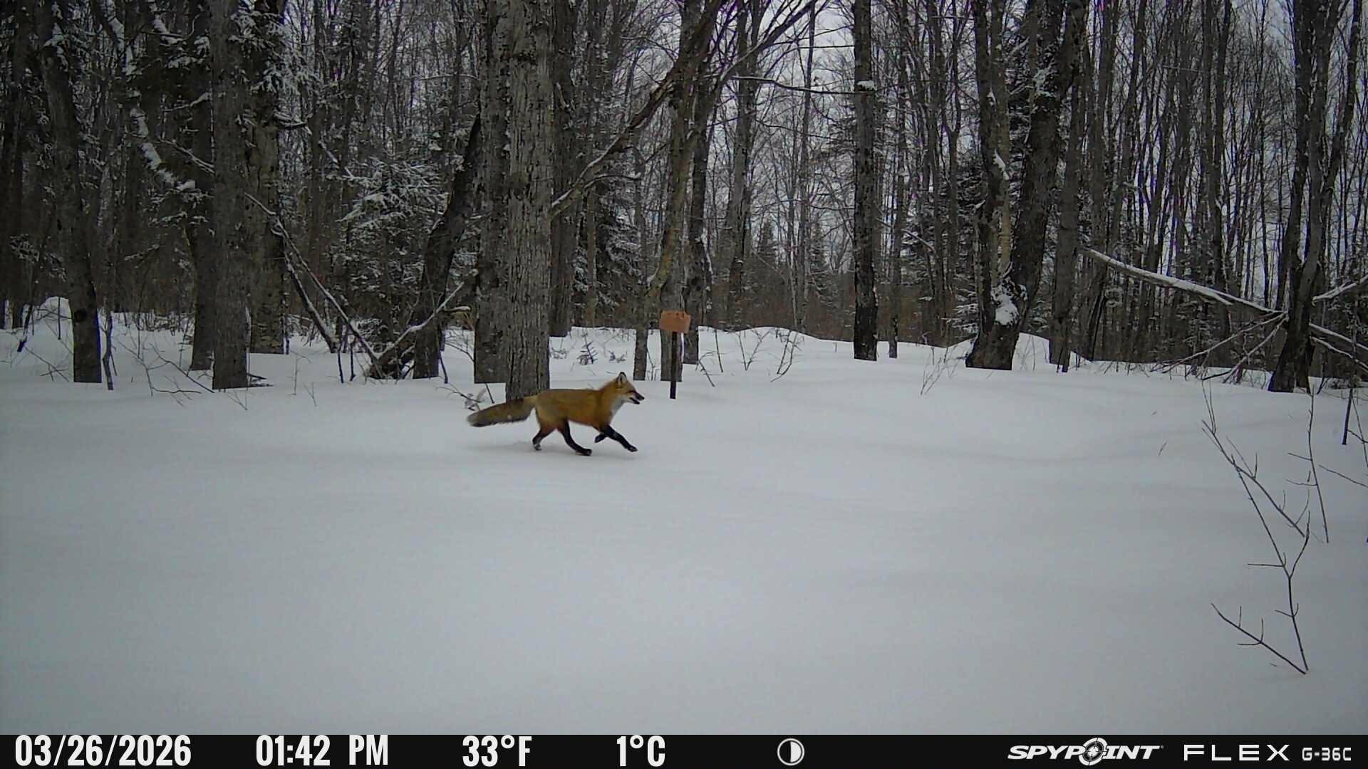 Renard trottant joyeusement sur la neige dans une érablière