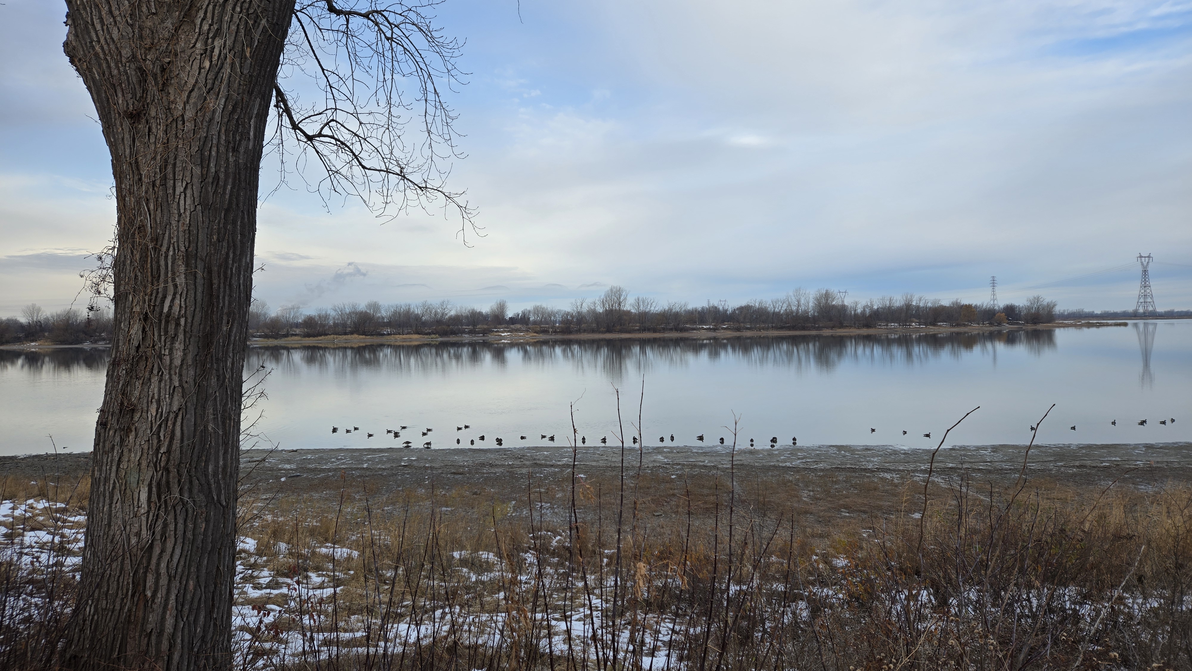 Vue sur le fleuve Saint-Laurent et les îles de Boucherville avec des pylônes électriques en arrière-plan. Des canards pataugent au bord de l'eau.