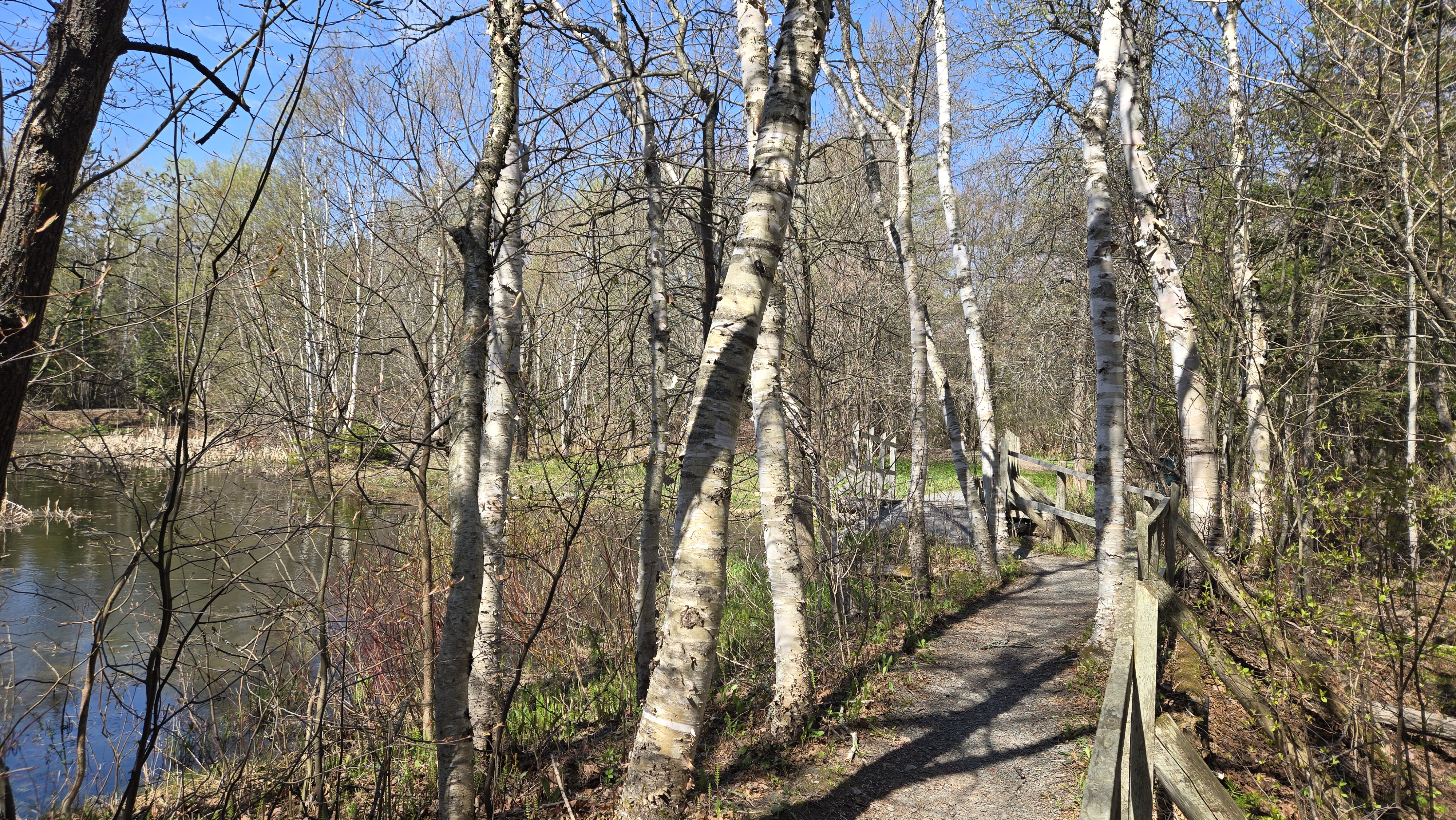 Plusieurs bouleaux entourant un sentir qui mène à un petit pont de bois à l'embouchure d'un étang