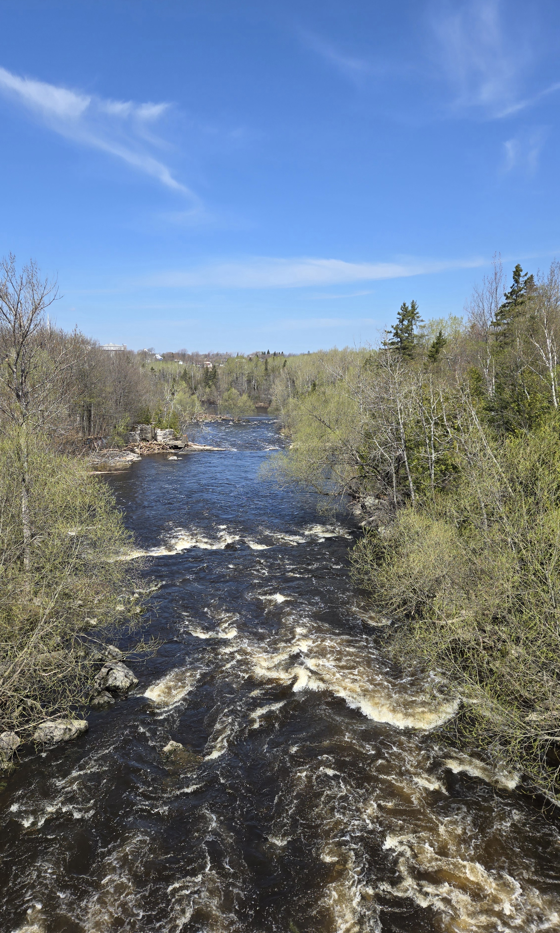 Vue sur les rapides de la rivière du loup entourée d'arbres dont les feuilles commencent à sortir