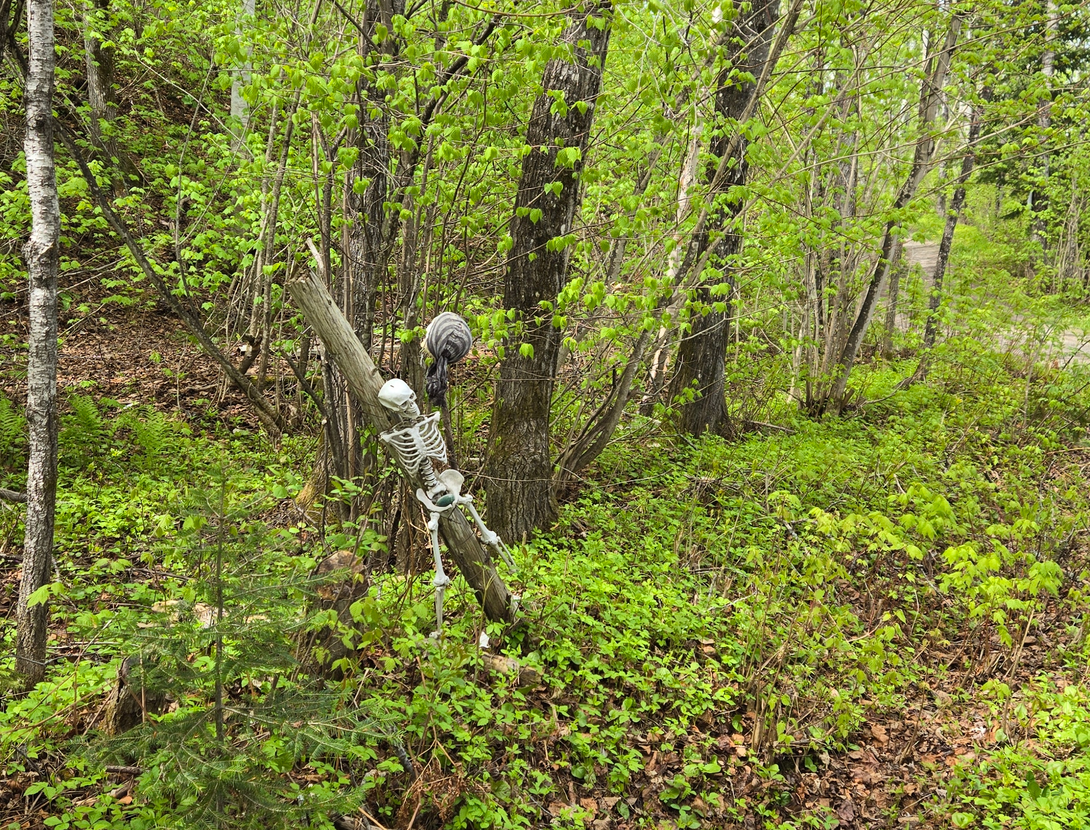 Squelette en plastique attaché après un poteau dans le bois