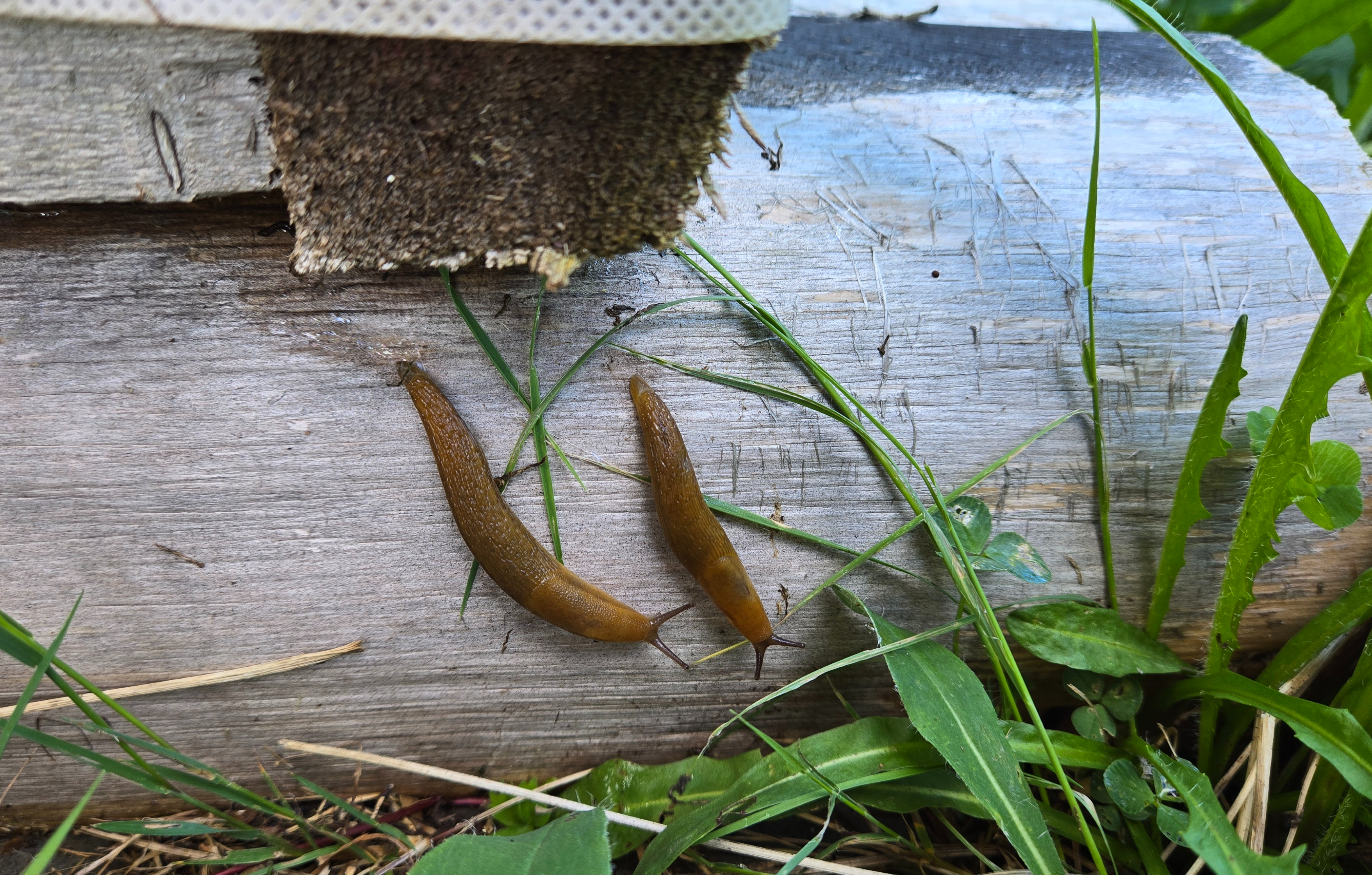 Deux limaces rampent côte-à-côte sur un morceau de bois