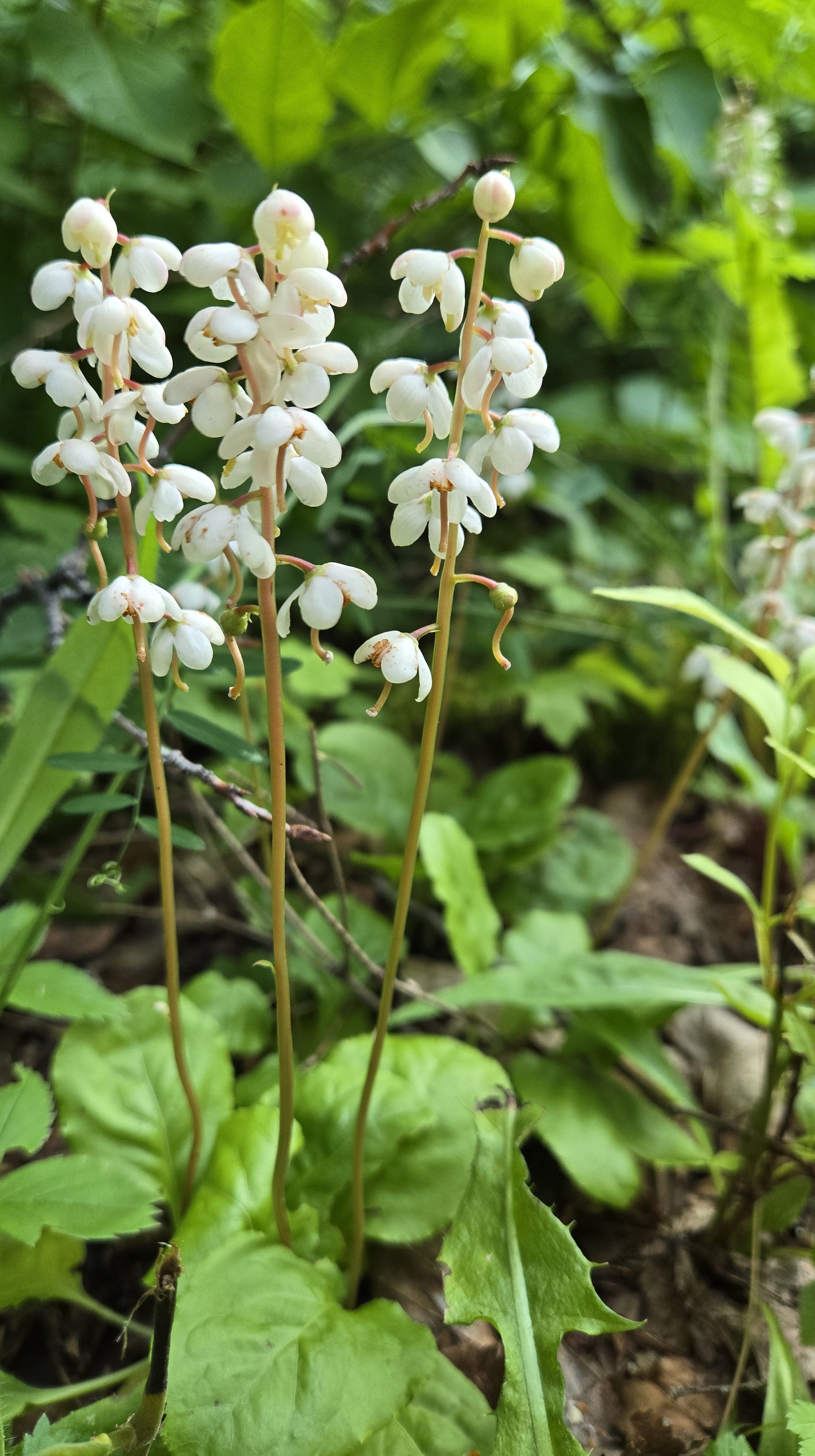 Petites fleurs blanches à 5 pétales réparties le long d'une tige avec une rosette de feuilles rondes à la base